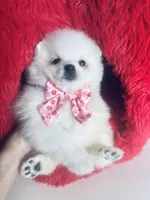 Snow White, a female Pomeranian for sale in Houston, TX – Photo 5 of 10