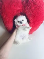 Snow White, a female Pomeranian for sale in Houston, TX – Photo 9 of 10