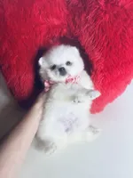 Snow White, a female Pomeranian for sale in Houston, TX – Photo 6 of 10