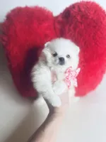 Snow White, a female Pomeranian for sale in Houston, TX – Photo 1 of 10