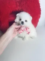 Snow White, a female Pomeranian for sale in Houston, TX – Photo 10 of 10