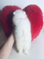 Snow White, a female Pomeranian for sale in Houston, TX – Photo 3 of 10