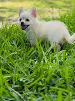 Biscuit , a male Chihuahua for sale in Houston, TX – 3 of 10