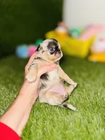 AKC Crumble, a female Chihuahua for sale in Houston, TX – 7 of 10