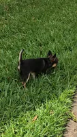 Micro Kingsley   Tri colored, a male Chihuahua for sale in Houston, TX – 4 of 6