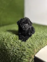 Velvet , a female Poodle - Toy  for sale in Houston, TX – 6 of 10