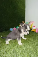 Prince  Blue Eyes, a male Chihuahua for sale in Houston, TX – 3 of 10