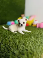 Opal, a female Chihuahua for sale in Houston, TX – 6 of 8