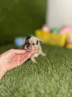 AKC Crumble, a female Chihuahua for sale in Houston, TX – 3 of 10