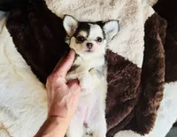 Libby Lou , a female Chihuahua for sale in Houston, TX – 5 of 10