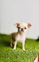 Buttercup Teacup Small Apple head , a female Chihuahua for sale in Houston, TX – 9 of 10