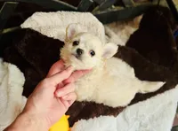 Biscuit , a male Chihuahua for sale in Houston, TX – 4 of 10