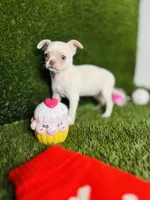 Rhiannon HOLD   Vanilla Bean, a female Chihuahua for sale in Houston, TX – 10 of 10