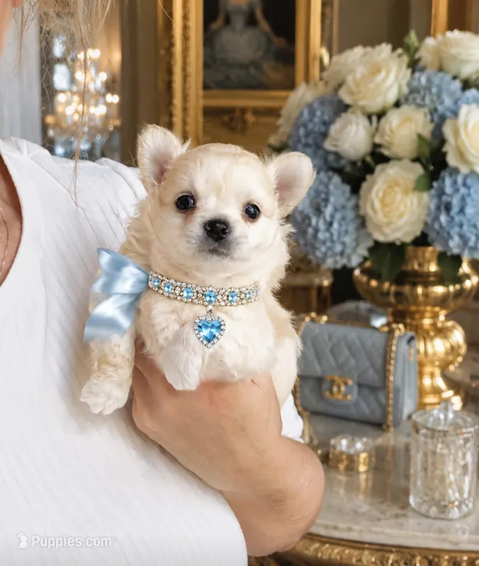 Biscuit  – Chihuahua puppy for sale in Houston, TX