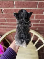 Blue Berry Puptart, a male Chihuahua for sale in Houston, TX – 9 of 10