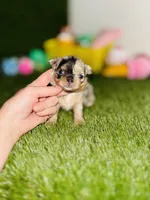 AKC Crumble, a female Chihuahua for sale in Houston, TX – 8 of 10