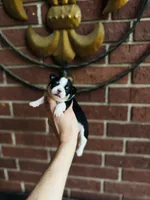 Pedro Tri colored Gorgeous! , a male Chihuahua for sale in Houston, TX – 8 of 10