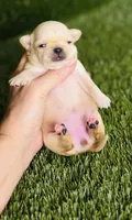 Buttercup Teacup Small Apple head , a female Chihuahua for sale in Houston, TX – 1 of 9