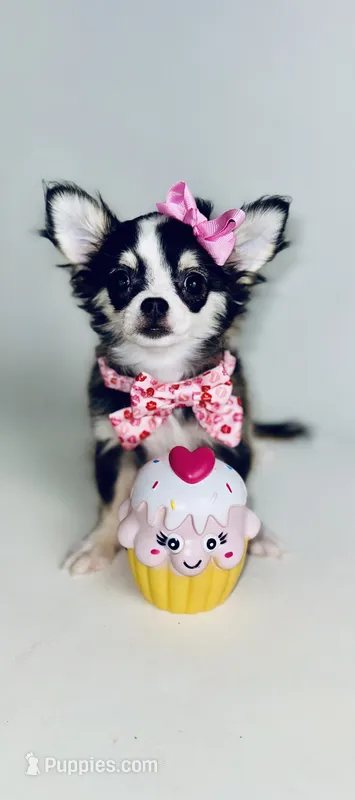 Birkin  – Chihuahua puppy for sale in Houston, TX
