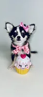 Birkin , a female Chihuahua for sale in Houston, TX – 1 of 10