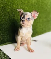 REY Rain Drop blue merle blue eye, a female Chihuahua for sale in Houston, TX – 3 of 10