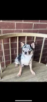 Qifrey , a male Chihuahua for sale in Houston, TX – 6 of 6