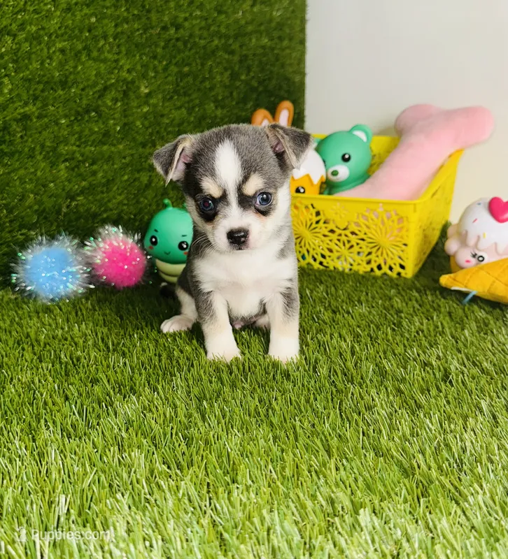 Prince  Blue Eyes – Chihuahua puppy for sale in Houston, TX