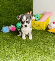 Prince  Blue Eyes, a male Chihuahua for sale in Houston, TX – 1 of 10
