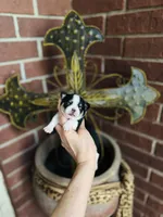 Pedro Tri colored Gorgeous! , a male Chihuahua for sale in Houston, TX – 2 of 10