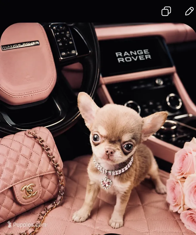 Xxsmall Micro Pocket Chicklet – Chihuahua puppy for sale in Houston, TX