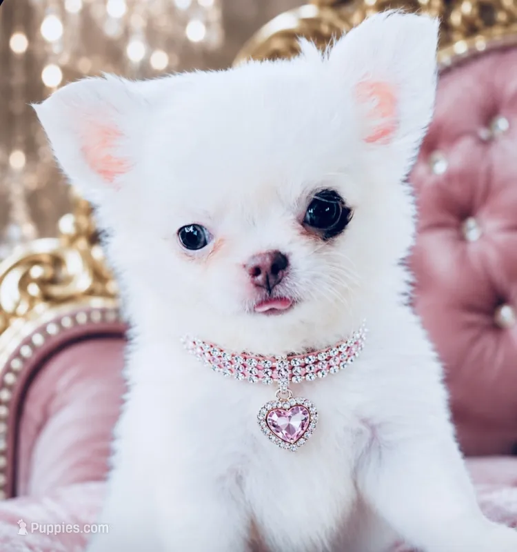 DASH – Chihuahua puppy for sale in Houston, TX