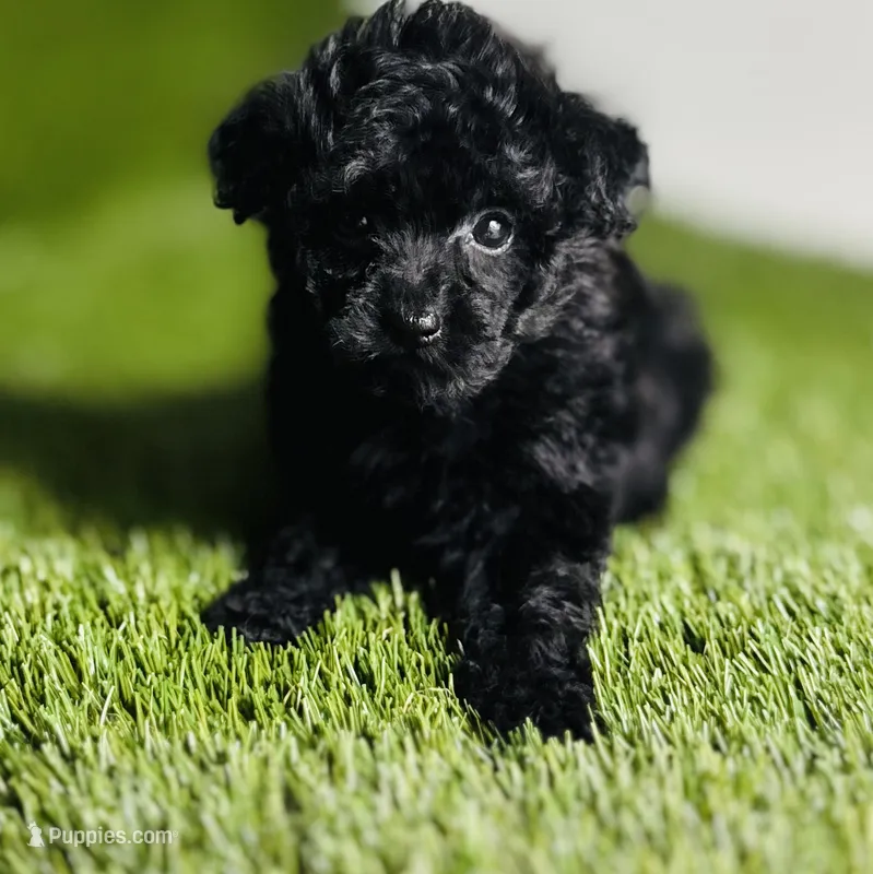 Velvet  – Poodle - Toy  puppy for sale in Houston, TX