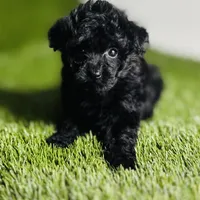 Velvet , a female Poodle - Toy  for sale in Houston, TX – 1 of 10