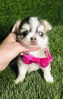 PuppyCakes , a female Chihuahua for sale in Houston, TX – 7 of 10