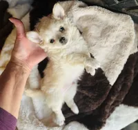 Biscuit , a male Chihuahua for sale in Houston, TX – 10 of 10
