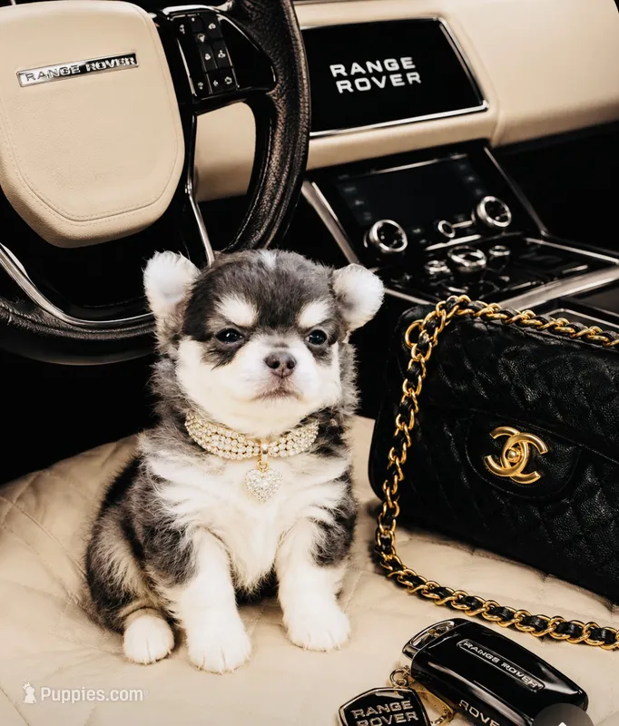 Blue Berry Puptart – Chihuahua puppy for sale in Houston, TX