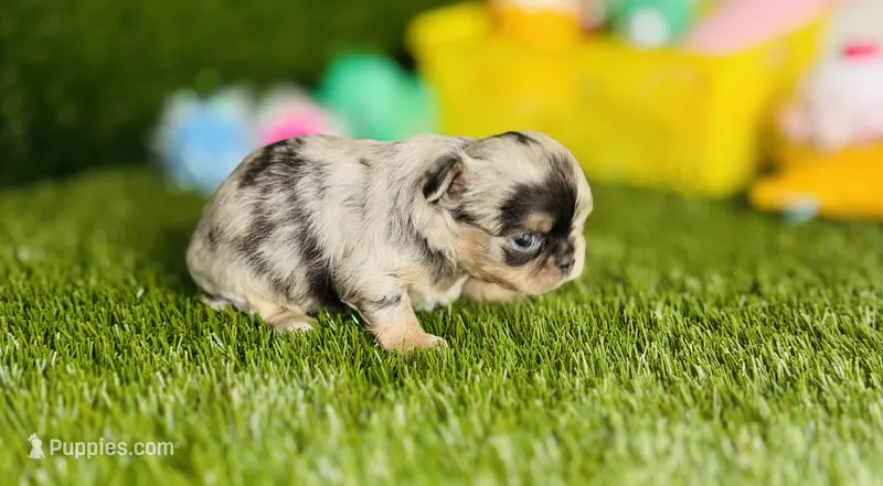 AKC Crumble – Chihuahua puppy for sale in Houston, TX