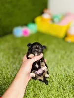 AKC Pocket Teacup Hello Kitty , a female Chihuahua for sale in Houston, TX – 4 of 10