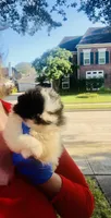 Unique Phantom  OMG LOOK Micro Teacup, a female Pomeranian for sale in Houston, TX – 7 of 8