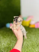 AKC Crumble, a female Chihuahua for sale in Houston, TX – 9 of 10