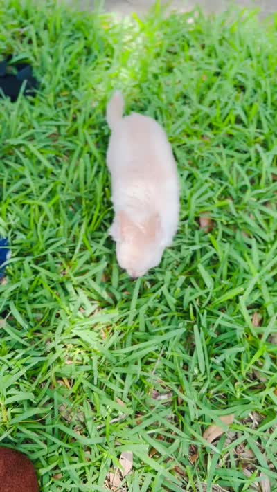 Biscuit , a male Chihuahua for sale in Houston, TX – 10 of 10