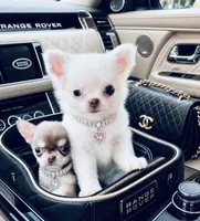 DASH  *video, a female Chihuahua for sale in Houston, TX – 2 of 8