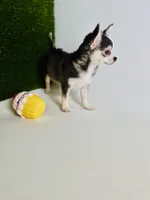 Libby Lou , a female Chihuahua for sale in Houston, TX – 5 of 10