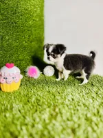 Zoe, a female Chihuahua for sale in Houston, TX – 5 of 10