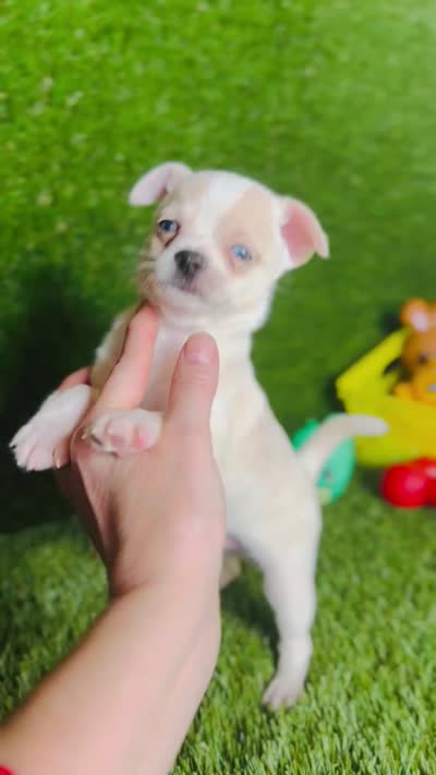 Blue eyed Remington REMI  , a male Chihuahua for sale in Houston, TX – 8 of 8