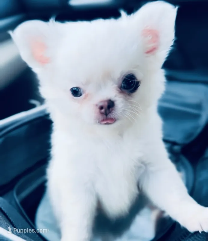 DASH – Chihuahua puppy for sale in Houston, TX
