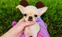 Buttercup Small Apple head , a female Chihuahua for sale in Houston, TX – 9 of 10