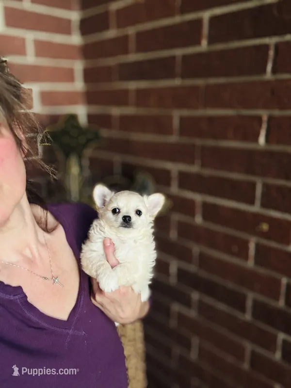 Biscuit  – Chihuahua puppy for sale in Houston, TX