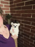 Biscuit , a male Chihuahua for sale in Houston, TX – 1 of 10