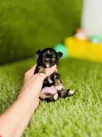 AKC Pocket Teacup Hello Kitty , a female Chihuahua for sale in Houston, TX – 5 of 10